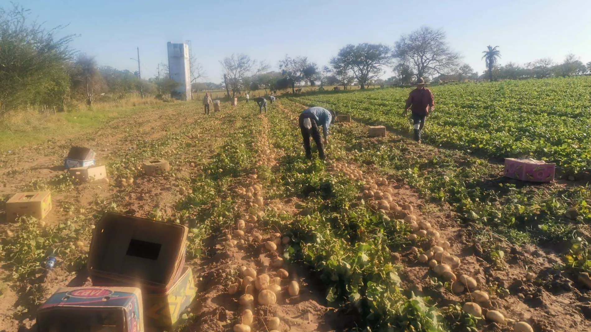 Cultivo de jícama en la zona norte de Veracruz